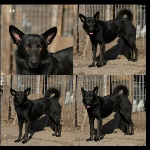 Ushko