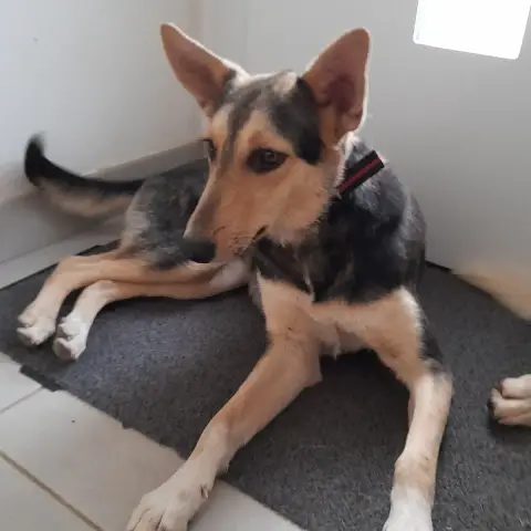 Luna Chienne photo 2