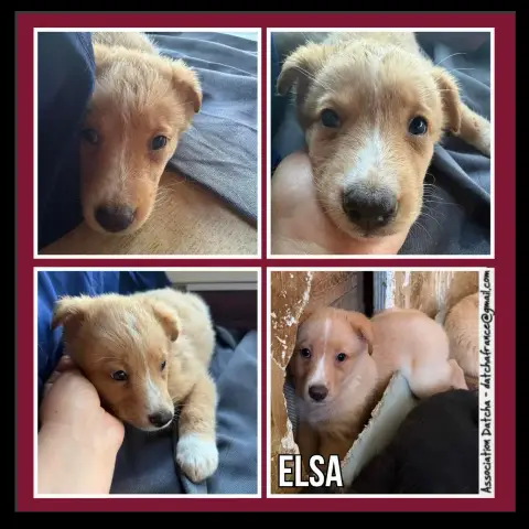 Elsa