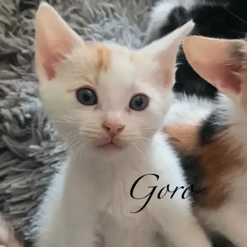 Goro