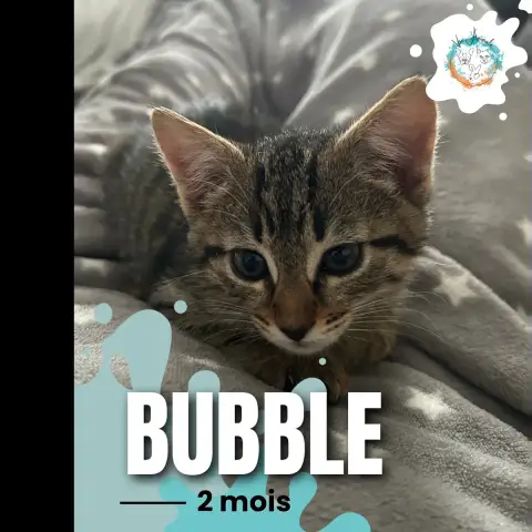 Bubble