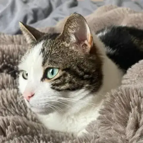 Tiwa
