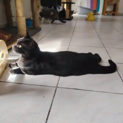 Pepita photo 3