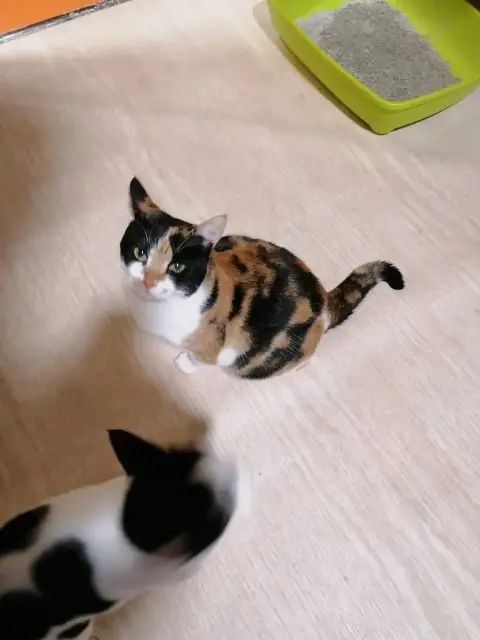Nina