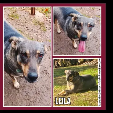 Leila