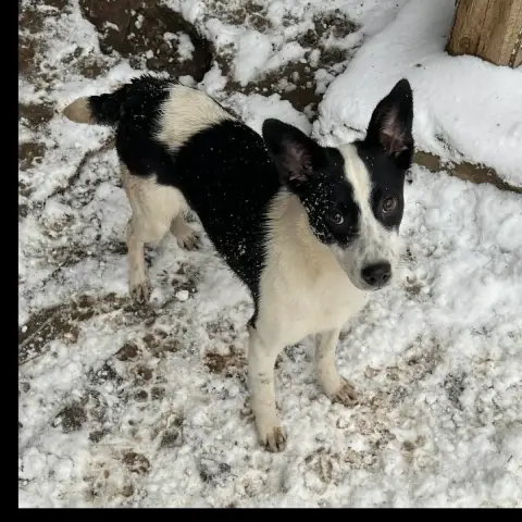Lulu