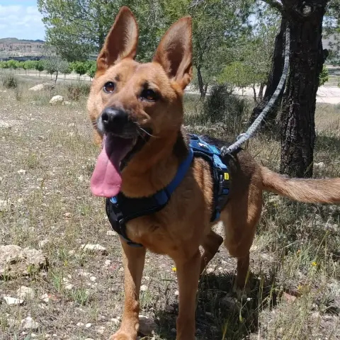 Luna photo 2