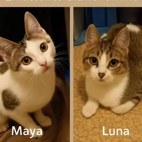 Luna Et Maya