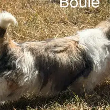Boule photo 2