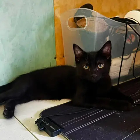 Blacky photo 3