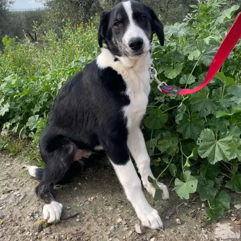 Max