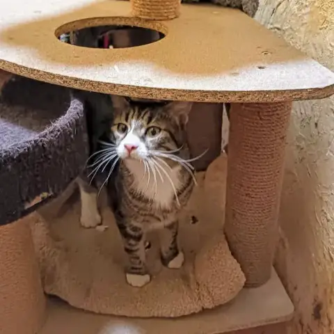 Câlin