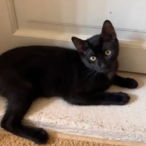 Baxter