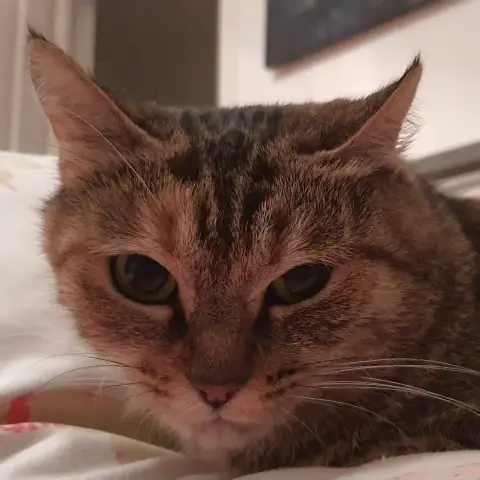 Shelly