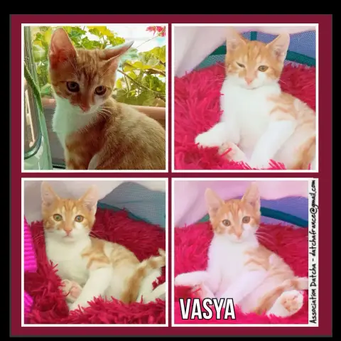 Vasya