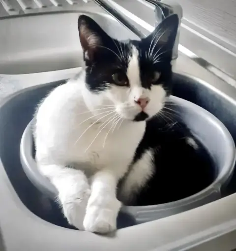 Léo