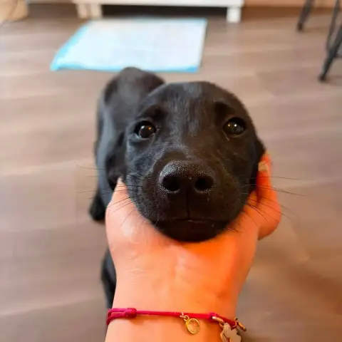 Baloo