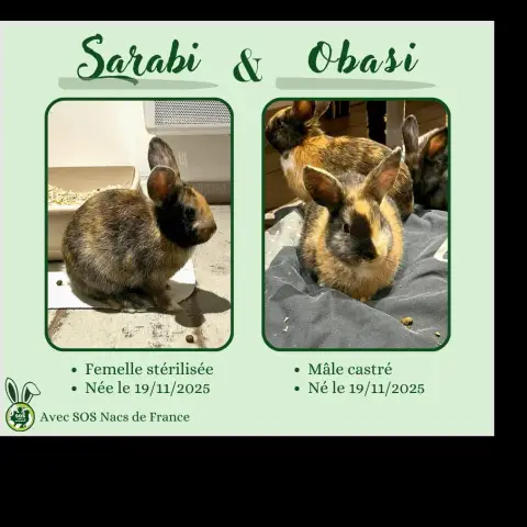 Duo À L'Adoption photo 3