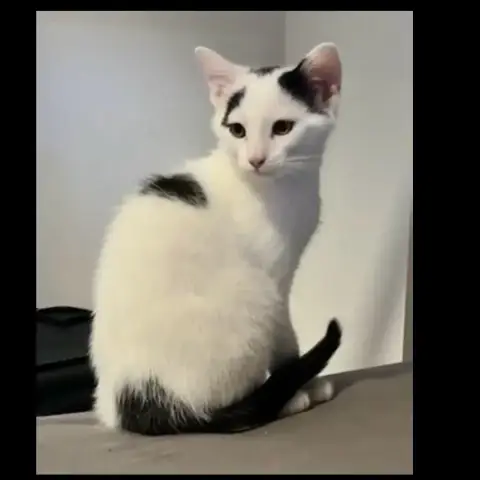 Bea