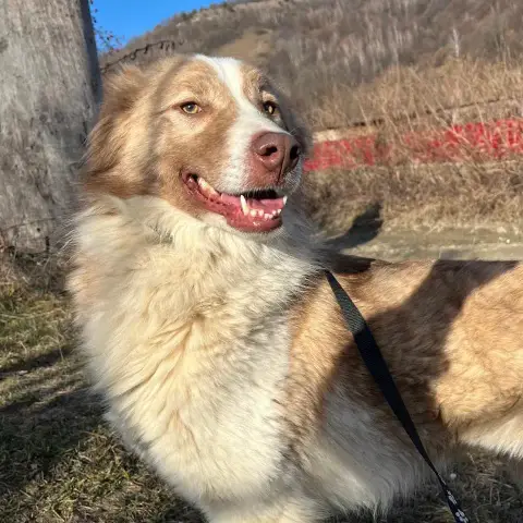 Collie photo 3