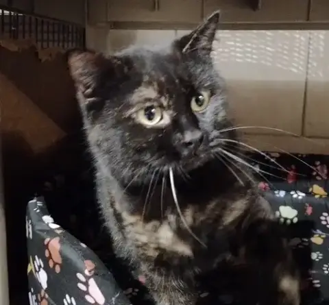 Tortie photo 3