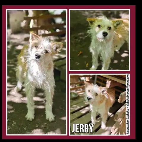 Jerry