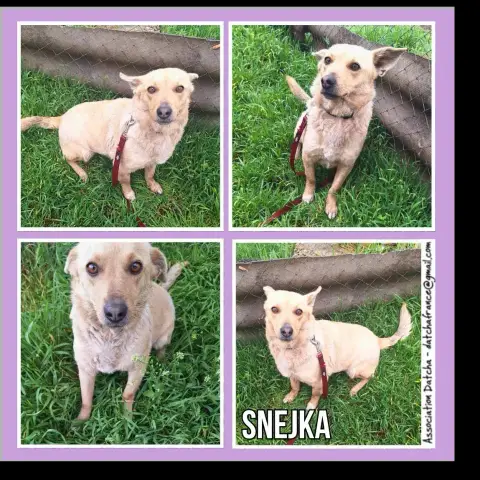 Snejka