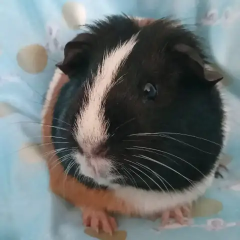 Muffin photo 2