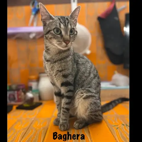 Bahghera