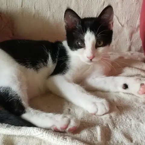 Neko