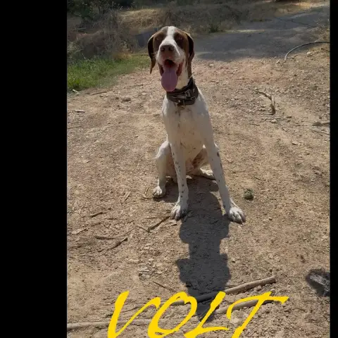 Volt