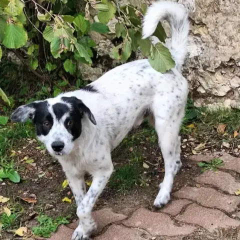 Domino