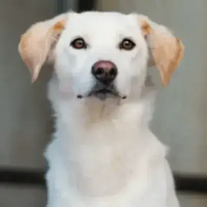 Abélio