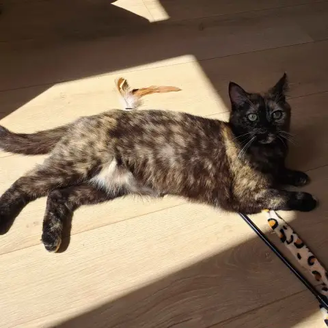 Izzy photo 2