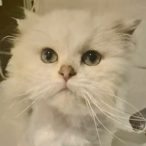 Olaf photo 3