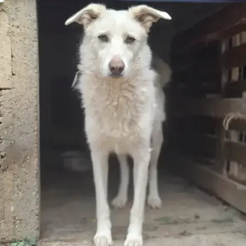 Floki