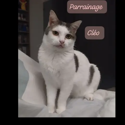 Cléo