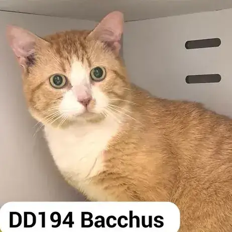 Bacchus