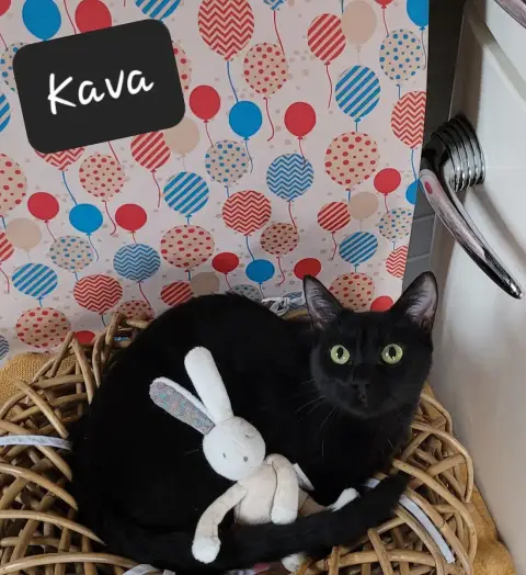 Kava photo 2
