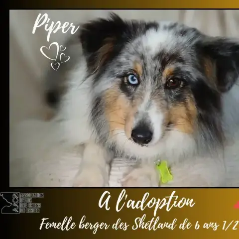 Piper