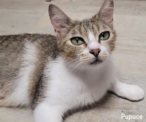 Pupuce