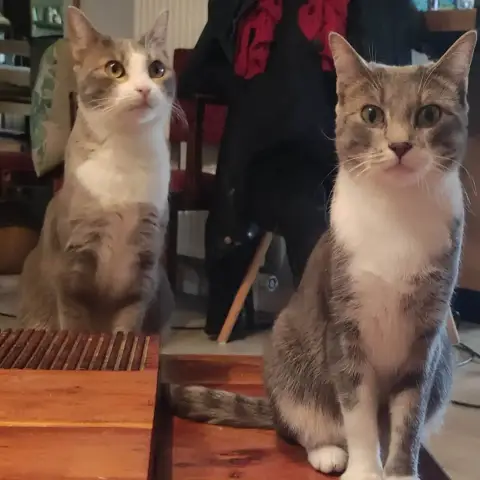 Bellatrix Et Gaia