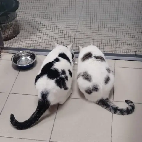 Reglisse photo 2
