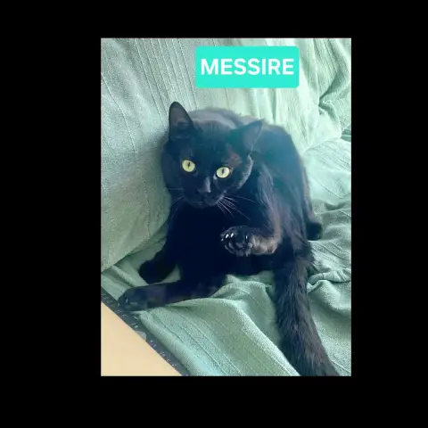 Messire