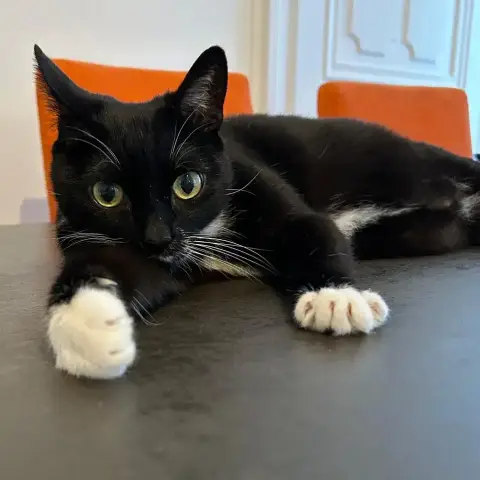 Socks photo 3