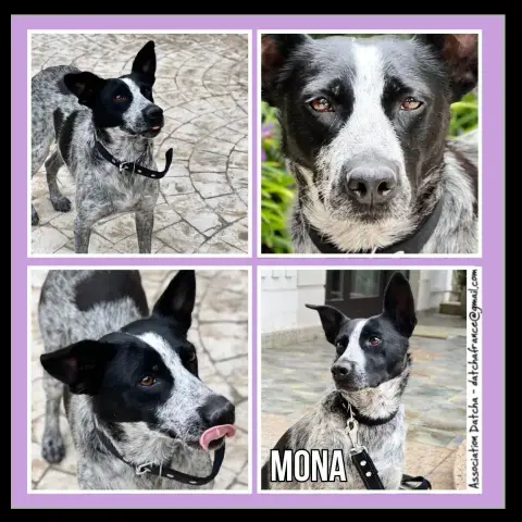 Mona