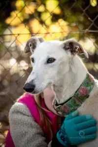 Estrella photo 2
