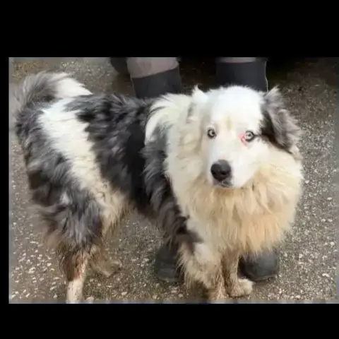 Major