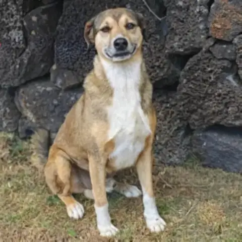 Sambo