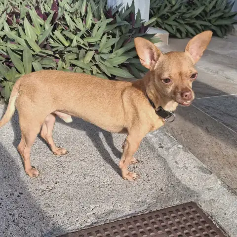 Chéri Coco photo 3